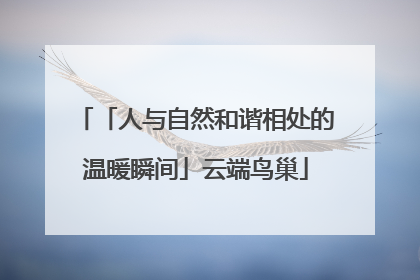 「人与自然和谐相处的温暖瞬间」云端鸟巢
