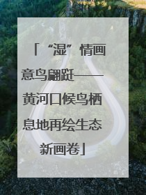 “湿”情画意鸟翩跹——黄河口候鸟栖息地再绘生态新画卷