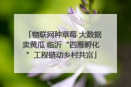 物联网种草莓 大数据卖黄瓜 临沂“四雁孵化”工程链动乡村共富