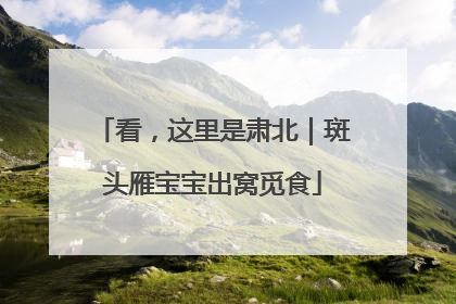 看，这里是肃北｜斑头雁宝宝出窝觅食