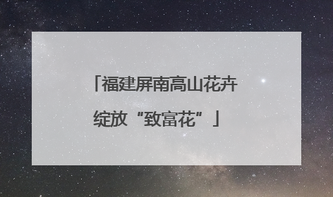 福建屏南高山花卉绽放“致富花”