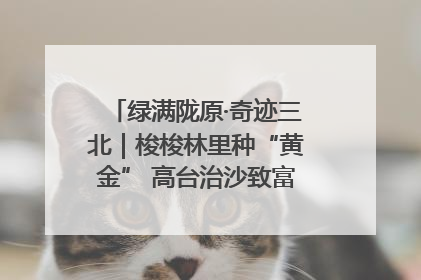绿满陇原·奇迹三北｜梭梭林里种“黄金” 高台治沙致富很“从容”
