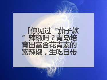 你见过“茄子款”辣椒吗？青岛培育出富含花青素的紫辣椒，生吃自带水果甜