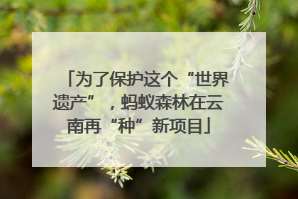 为了保护这个“世界遗产”，蚂蚁森林在云南再“种”新项目