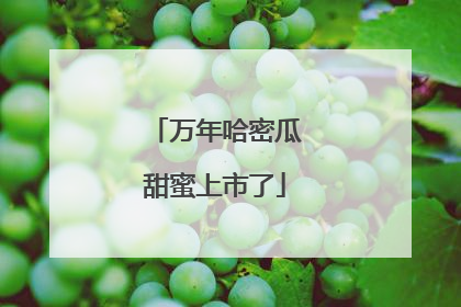 万年哈密瓜甜蜜上市了