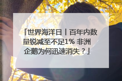 世界海洋日丨百年内数量锐减至不足1% 非洲企鹅为何迅速消失？