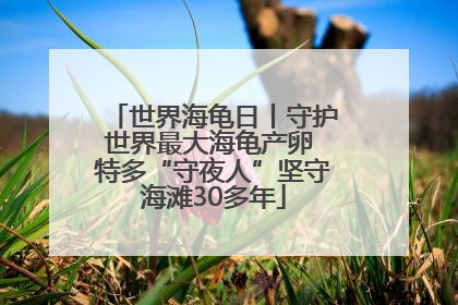 世界海龟日丨守护世界最大海龟产卵 特多“守夜人”坚守海滩30多年