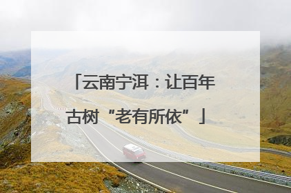 云南宁洱：让百年古树“老有所依”