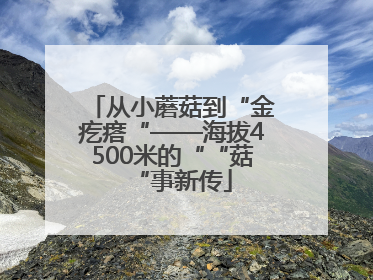 从小蘑菇到“金疙瘩“——海拔4500米的““菇“事新传