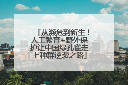 从濒危到新生！人工繁育+野外保护让中国绿孔雀走上种群逆袭之路