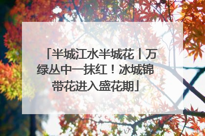 半城江水半城花丨万绿丛中一抹红！冰城锦带花进入盛花期