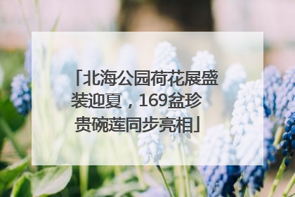 北海公园荷花展盛装迎夏，169盆珍贵碗莲同步亮相