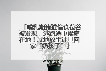 哺乳期猪獾偷食苞谷被发现，逃跑途中累瘫在地！就地放生让其回家“奶孩子”