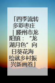 四季流转 多彩枣庄｜滕州市龙阳镇：“龙湖月色”向日葵花海 绘就乡村振兴新画卷