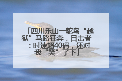 四川乐山一鸵鸟“越狱”马路狂奔，目击者：时速超40码，还对我“笑”了下