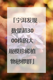 宁洱发现数量超3000株的大规模珍稀植物桫椤群