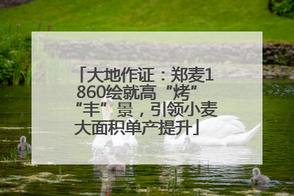 大地作证：郑麦1860绘就高“烤”“丰”景，引领小麦大面积单产提升