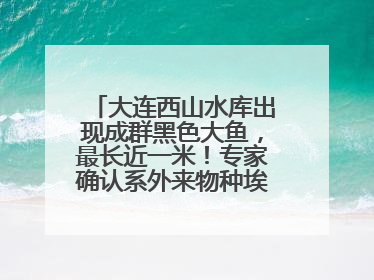 大连西山水库出现成群黑色大鱼，最长近一米！专家确认系外来物种埃及塘鲺