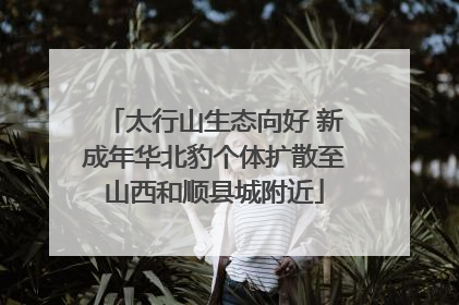 太行山生态向好 新成年华北豹个体扩散至山西和顺县城附近