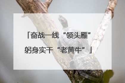 奋战一线“领头雁” 躬身实干“老黄牛”