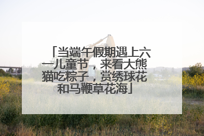 当端午假期遇上六一儿童节，来看大熊猫吃粽子，赏绣球花和马鞭草花海