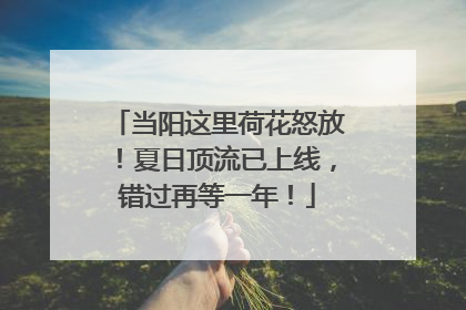当阳这里荷花怒放！夏日顶流已上线，错过再等一年！