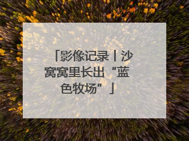 影像记录丨沙窝窝里长出“蓝色牧场”