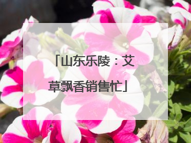 山东乐陵：艾草飘香销售忙