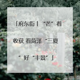 府东街丨“芒”着收获 看菏泽“三夏”好“丰景”