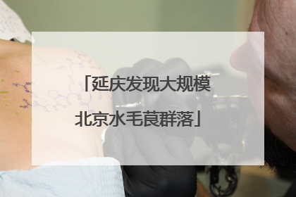 延庆发现大规模北京水毛茛群落