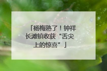 杨梅熟了！钟祥长滩镇收获“舌尖上的惊喜”
