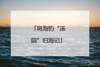 斑海豹“汤圆”归海记