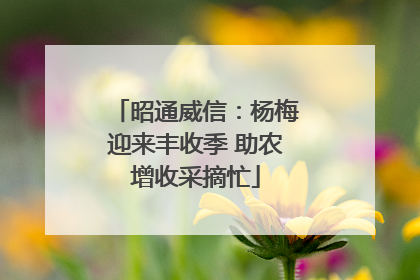 昭通威信：杨梅迎来丰收季 助农增收采摘忙