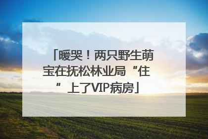 暖哭！两只野生萌宝在抚松林业局“住”上了VIP病房