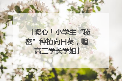 暖心！小学生“秘密”种植向日葵，赠高三学长学姐