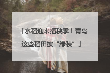 水稻迎来插秧季！青岛这些稻田披“绿装”