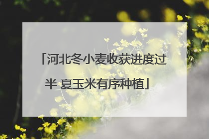 河北冬小麦收获进度过半 夏玉米有序种植