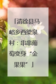 清徐县马峪乡西梁泉村：串串葡萄变身“金果果”