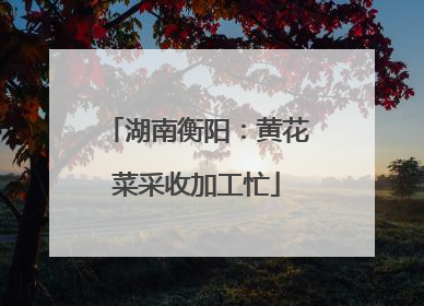 湖南衡阳：黄花菜采收加工忙