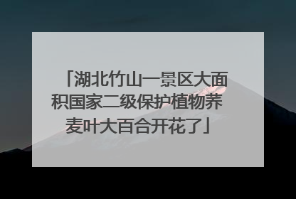 湖北竹山一景区大面积国家二级保护植物荞麦叶大百合开花了