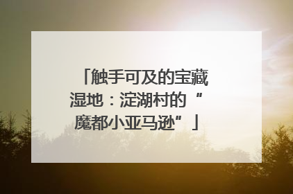 触手可及的宝藏湿地：淀湖村的“魔都小亚马逊”