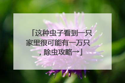 这种虫子看到一只家里很可能有一万只，除虫攻略→