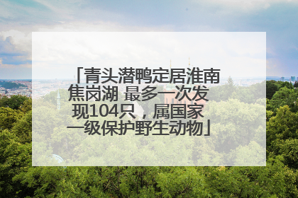 青头潜鸭定居淮南焦岗湖 最多一次发现104只，属国家一级保护野生动物