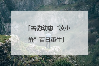雪豹幼崽“凌小蛰”百日重生