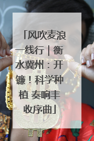 风吹麦浪一线行｜衡水冀州：开镰！科学种植 奏响丰收序曲
