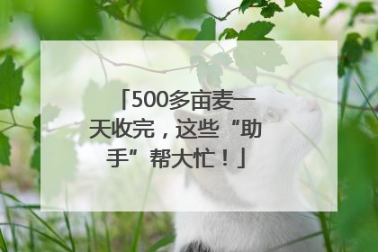 500多亩麦一天收完，这些“助手”帮大忙！